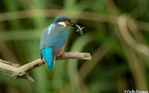 Martín Pescador: La constancia tiene recompensa,....