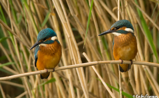 Martín Pescador: La constancia tiene recompensa,....