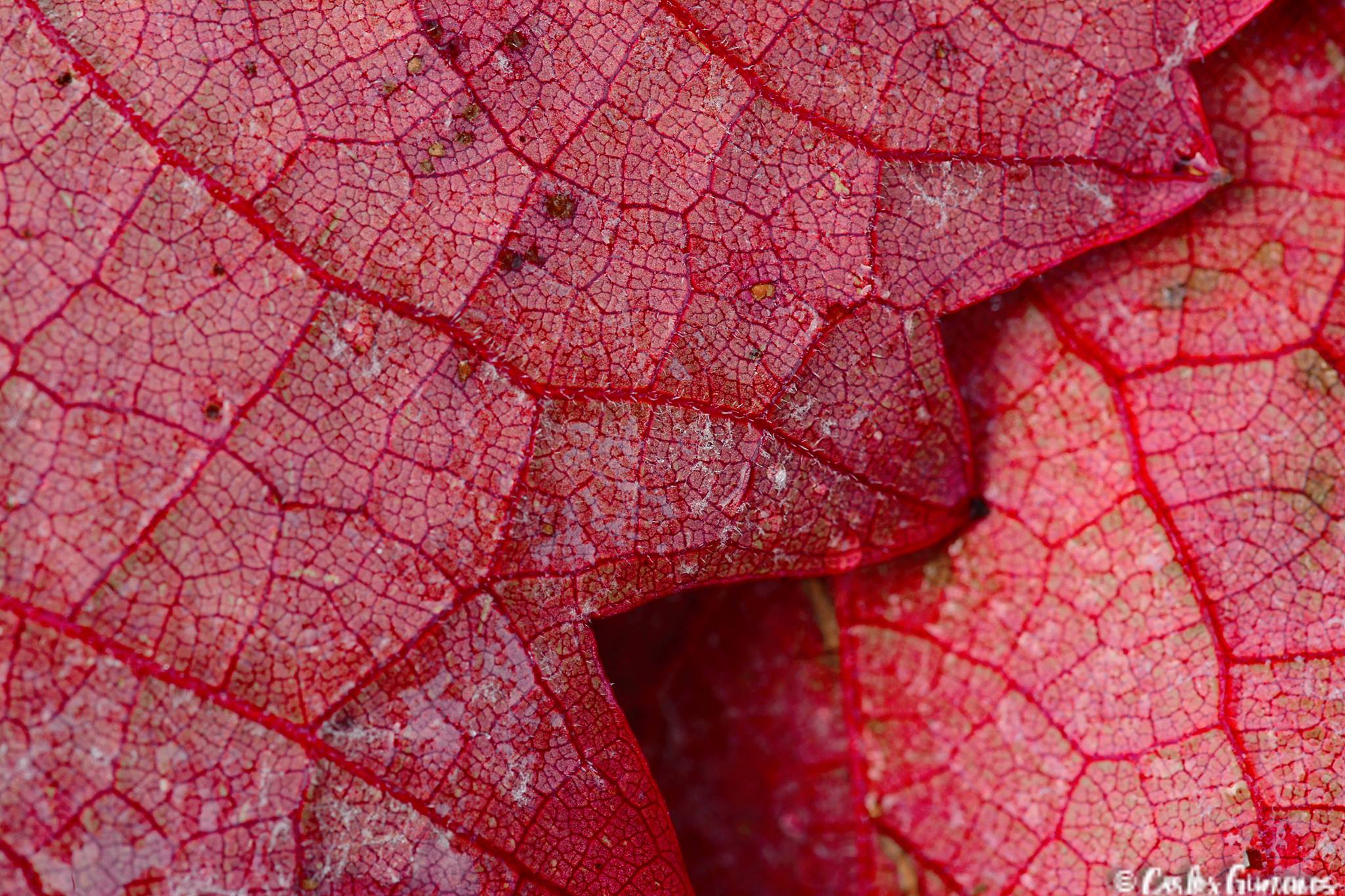 18953129_10211553701312389_6905652158664986124_o (1)