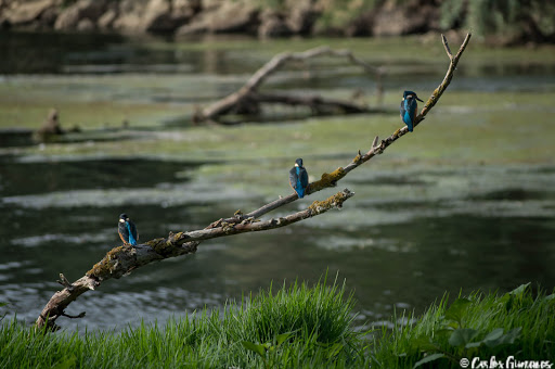 Martín Pescador: La constancia tiene recompensa,....
