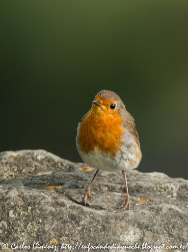 Petirrojo europeo: curioso y confiado