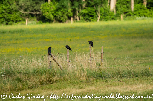 Relatos: La Corneja Común