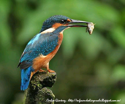 Martín Pescador: La constancia tiene recompensa,....