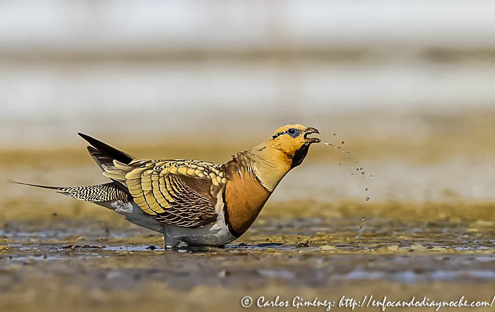 El Alicanto: Ganga&nbsp;Ibérica